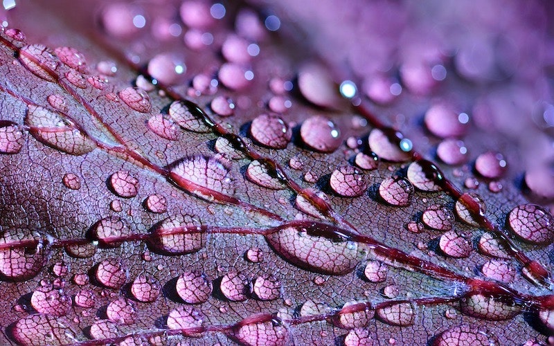 1655328435909 Dewdrops2432391 1920