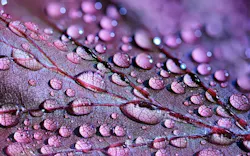 1655328435909 Dewdrops2432391 1920 1655328435909 Dewdrops2432391 1920