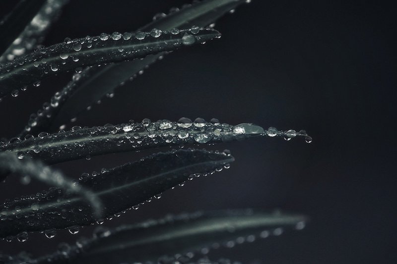 1655328443174 Plant4781624 1920