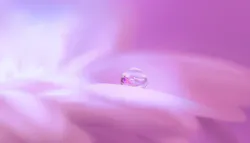 1655328446637 Blossom3054803 960 720 1655328446637 Blossom3054803 960 720