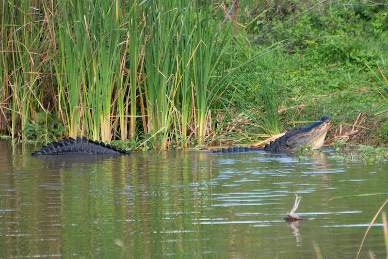 1655328537342 Alligator