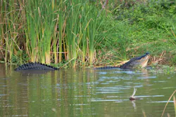 1655328537342 Alligator 1655328537342 Alligator