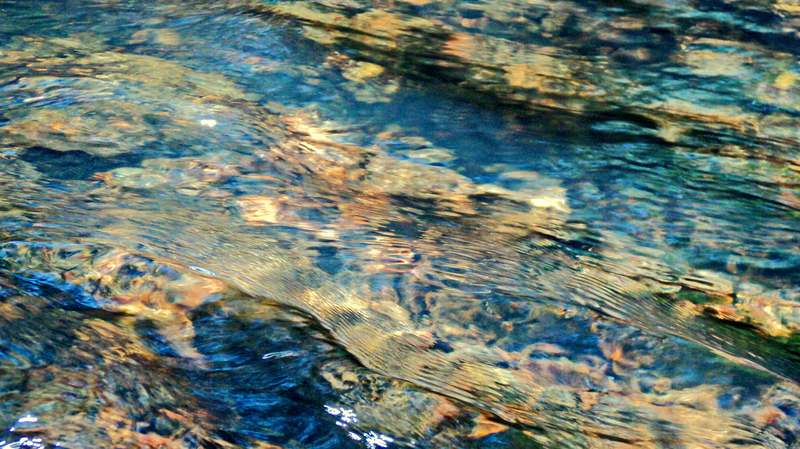 Wastewater Treatment 62cc6fb31c0a1