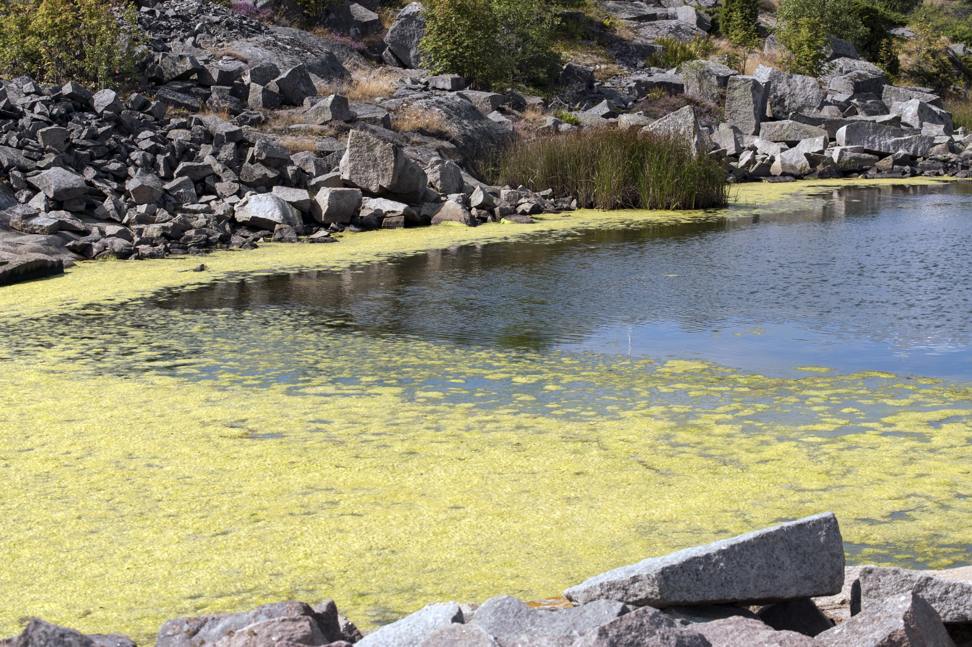 Algae blooms are often a sign of high nutrient levels in water, but tracking exact sources can be tricky.