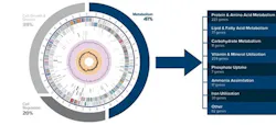 Figure 2. The genome of one of the Bacillus strains included in Biotifx products is presented in a graphical representation. Each color in the ring represents a different subsystem or set of proteins that work in unison to execute a certain biological process that fall into the categories of metabolism, cell growth and division, and cell regulation. We then zoom in on the number of genes this strain has dedicated to metabolic processes. This data demonstrates the wide variety of substrates this organism has the genetic ability to metabolize. Figure 2. The genome of one of the Bacillus strains included in Biotifx products is presented in a graphical representation. Each color in the ring represents a different subsystem or set of proteins that work in unison to execute a certain biological process that fall into the categories of metabolism, cell growth and division, and cell regulation. We then zoom in on the number of genes this strain has dedicated to metabolic processes. This data demonstrates the wide variety of substrates this organism has the genetic ability to metabolize.